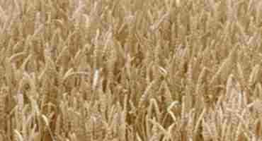  Canadian Wheat Research Coalition Looking To Expand Membership