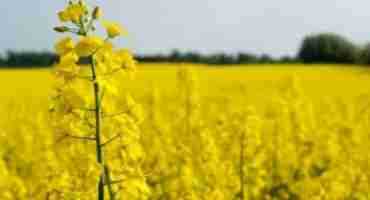  Analyst Says Saskatchewan Farmers Could See Hike In Canola Prices