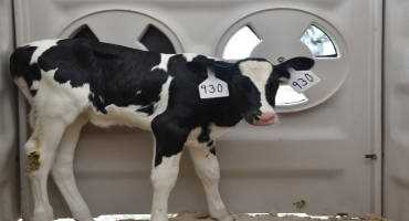 Opportunity in Value-added Dairy-beef Calves