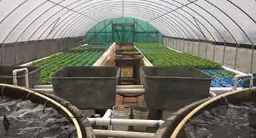 New Aquaponics Publications Help Hobbyists, Commercial Growers