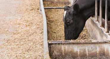 Reducing Environmental Impact Of Cow Waste