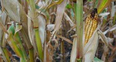  Cattle Producers Looking At Grazing Whole Plant Corn