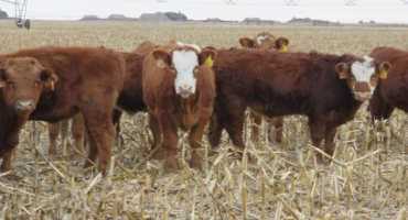 Studies Show Minimal Soil Compaction With Winter Grazing