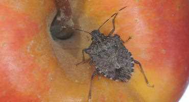 Report Sightings Of Brown Marmorated Stink Bugs