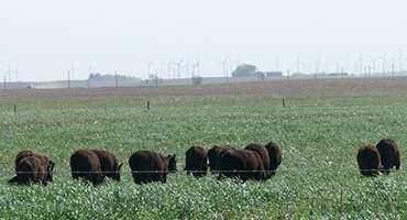 Cover Crops & Livestock Integration: An Opportunity For Profit on S.D. Farms