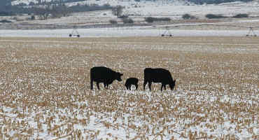Meeting the Nutrient Demands of Cows Grazing Cornstalks