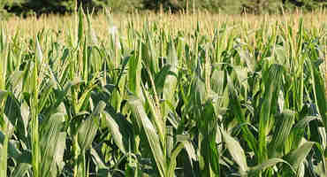 Cleaning Corn Reduces Aflatoxin, But Caution Still Advised