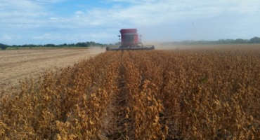 Clemson Releases New Soybean Cultivar That Extends Planting Season And Growing Region