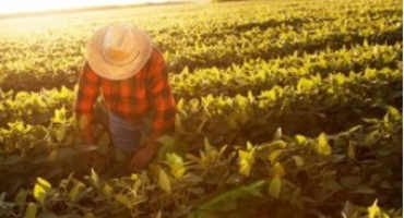 Migrant Farm Laborers Harder And Harder To Get