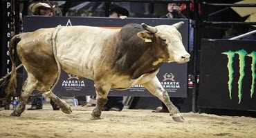 Alberta agriculture’s role in PBR events
