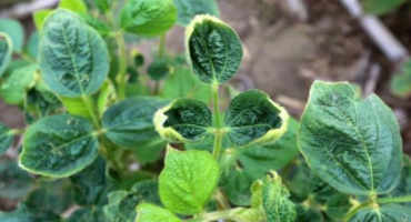 Harvest’s Nearly Done, But Farmers Aren't Finished Deciding What To Do About Dicamba