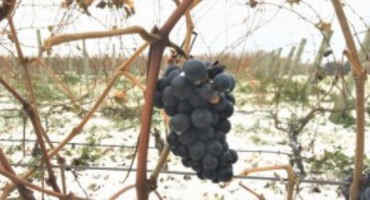Harvesting Grapes After Fall Frost