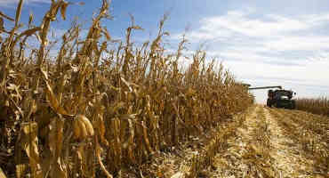 Corn Harvest Makes Good Progress In Last Week, Now Near Average