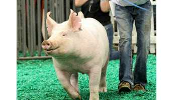 Come one, come all to the Fall Classic – and bring your pigs