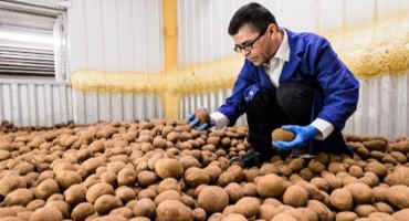 Curator At Ag Station Helps Growers Keep Close Watch On Potato Health