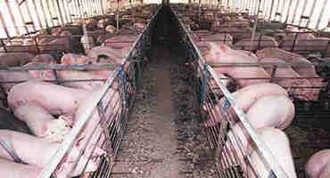The Challenge and Cost of Turnover Rates in Pig Barns