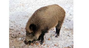 Wild boars could wreak havoc in Saskatchewan