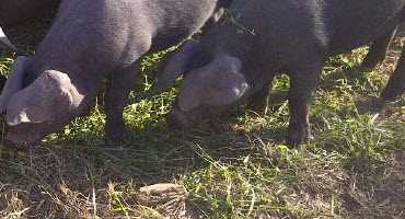 B.C. farmer hopes to restore endangered swine breed’s numbers
