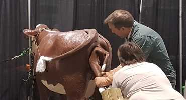 Cattle birthing simulator on display at Agribition