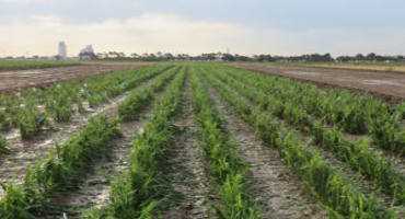 Water Use, Drought-Tolerant Hybrids Still Key To Dryland Crop Production