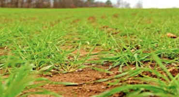 Winter Wheat Near Full Emergence As Condition Ratings Climb In Latest USDA Crop Progress Report