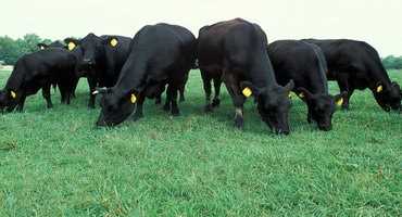 Tackling parasite resistance in western Canadian beef cattle