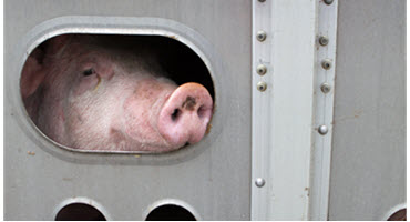 Understanding factors that influence pig health during transport