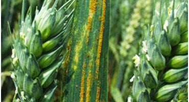 Tips to protect your crops from ‘yellow death’