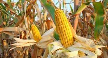 NAFTA: A Win For Corn Farmers & The U.S. Economy