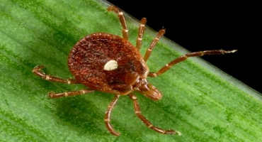 Natural Compound Deters Lone Star Tick Larvae