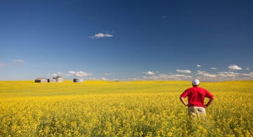 Canadian canola production up almost 9 per cent from 2016