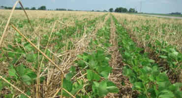 Cover Crop Pilot Proves Great Success - Conservationist Jimmy Emmons Hopes to See Project Grow