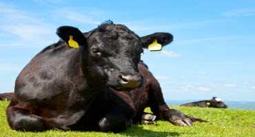 Western Canadian cattle producers encouraged to participate in survey