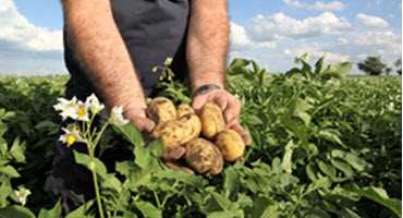 Processors on the hunt for potatoes after shortage in P.E.I.