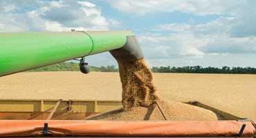 December WASDE report does not do wheat any favors