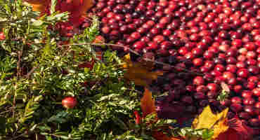 Can Cranberries Conquer The World? A US Industry Depends On It