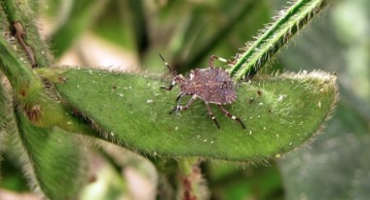 In Search Of Soybeans Resistant To The Brown Marmorated Stink Bug