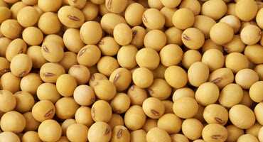 Researchers ‘spill the beans’ on new use for soybean oil