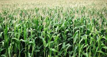Virginia corn farmer breaks NCGA corn yield record