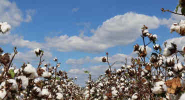 Alabama Cotton Yields Third Highest In History
