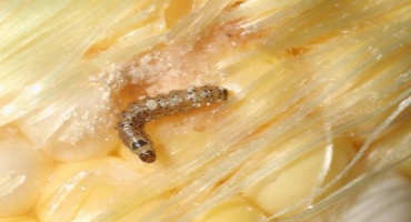 Maintaining Susceptibility to Insecticidal Traits in Populations of Corn Pests