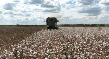 AgriLife Extension Posts Cotton Variety Trial Results In East, South, Central Texas
