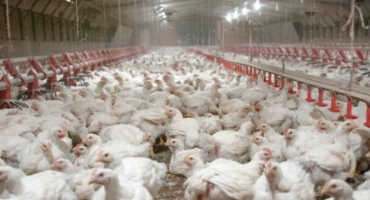 Poultry Tops State’s Ag Value Lists Again