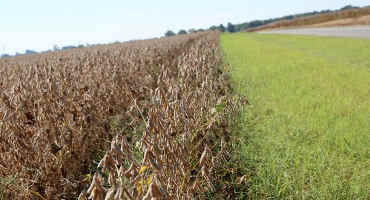 Arkansas Soybeans Set To Break State Yield Records