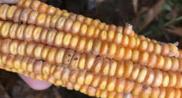 Fumonisin Not Expected To Be Major Yearly Problem For Corn Producers
