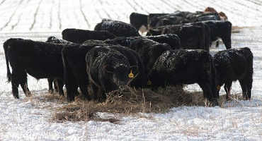 K-State Research And Extension Specialists Share Tips For Managing Livestock In Winter
