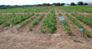 Soybean Variety Performance Results Available From Penn State