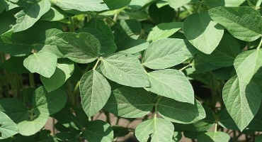 Study Suggests New Targets For Improving Soybean Oil Content