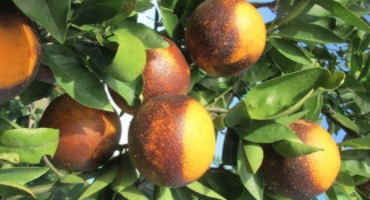 Insecticide Applications Can Inadvertently Cause Citrus Mite Outbreaks