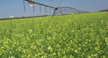 Alabama Producers Growing Carinata For Biofuel